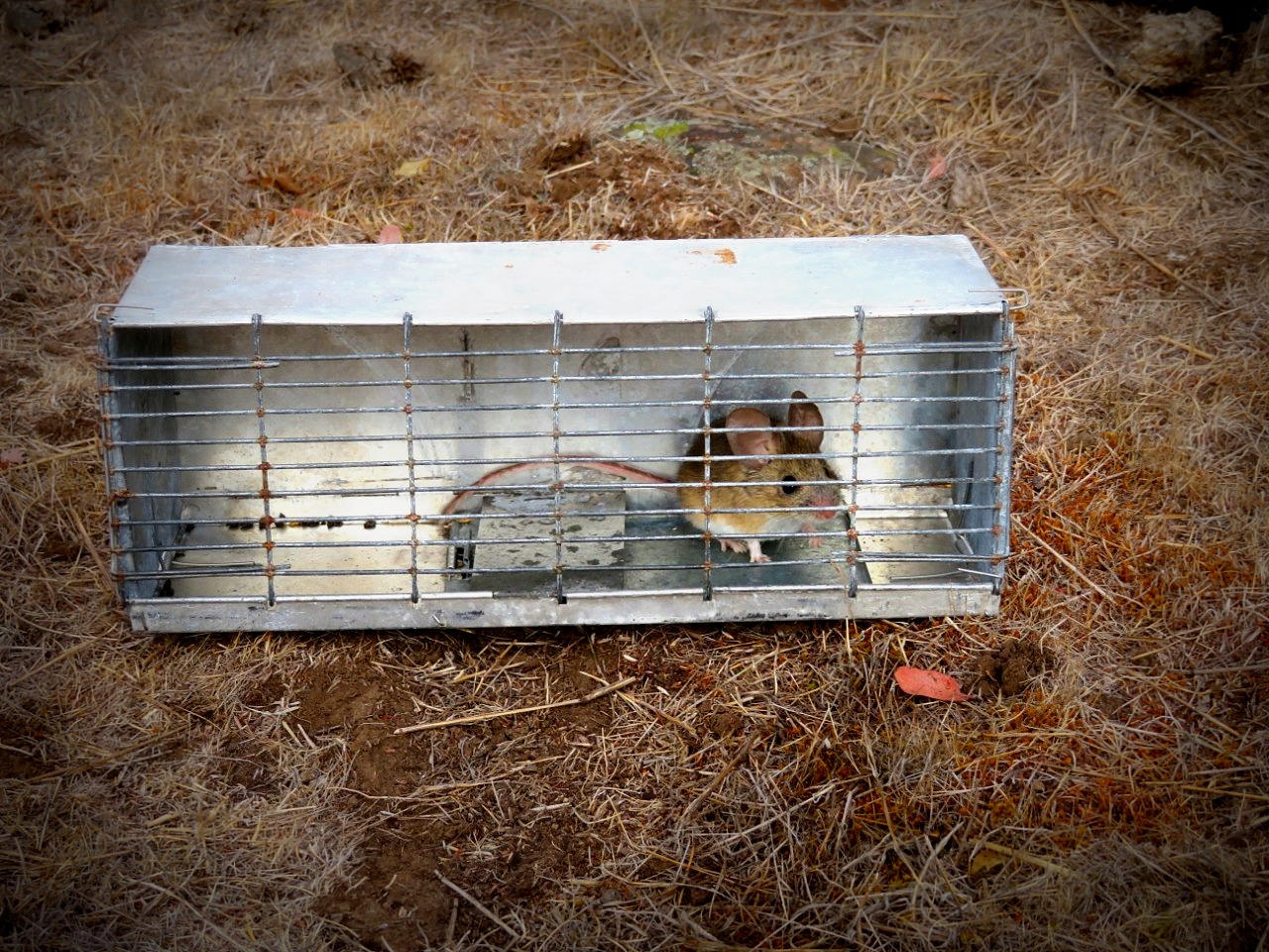 Vida Silvestre - Arriendo de Equipos