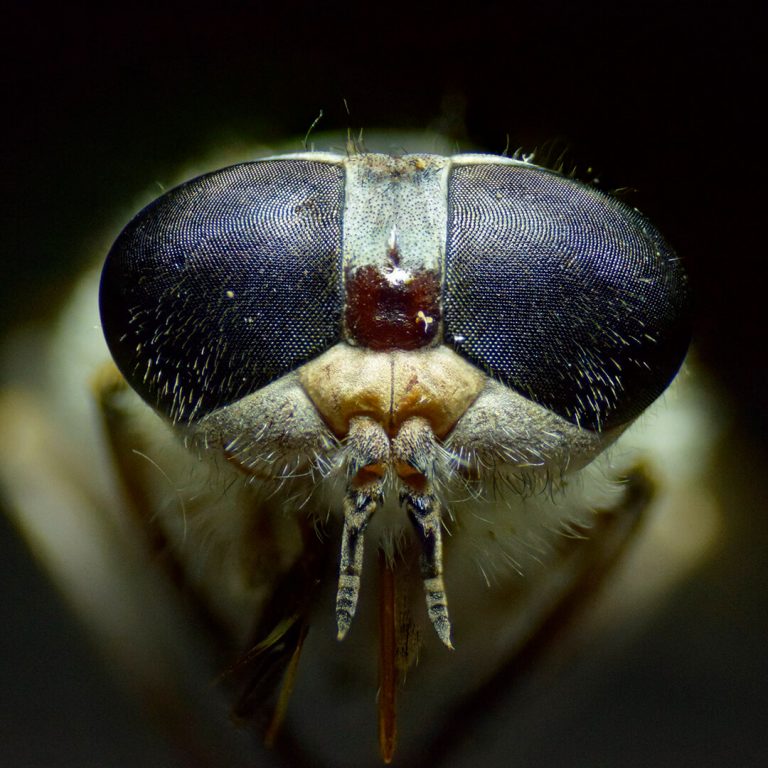Consultoría Ambiental