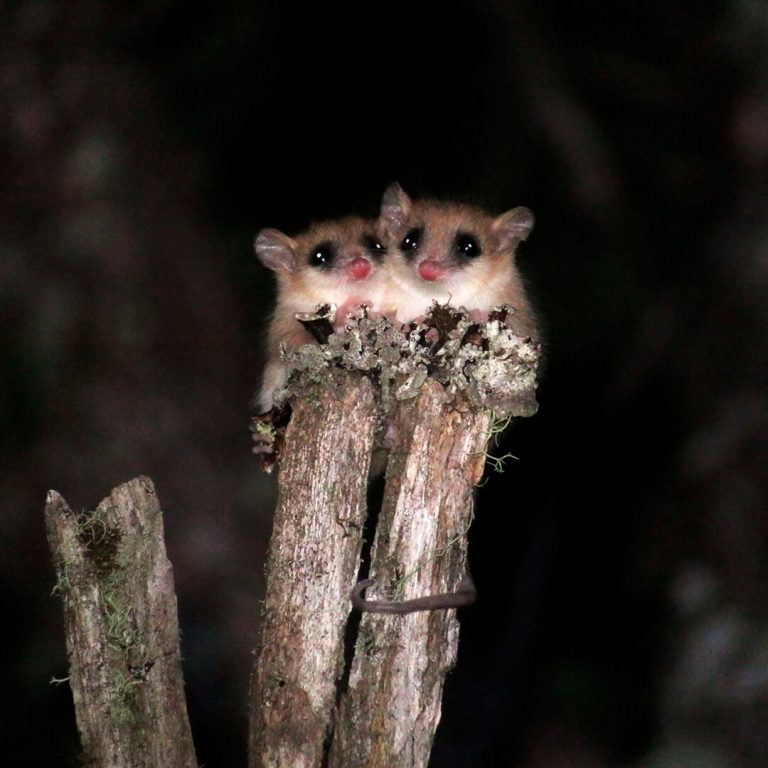 Investigación Científica