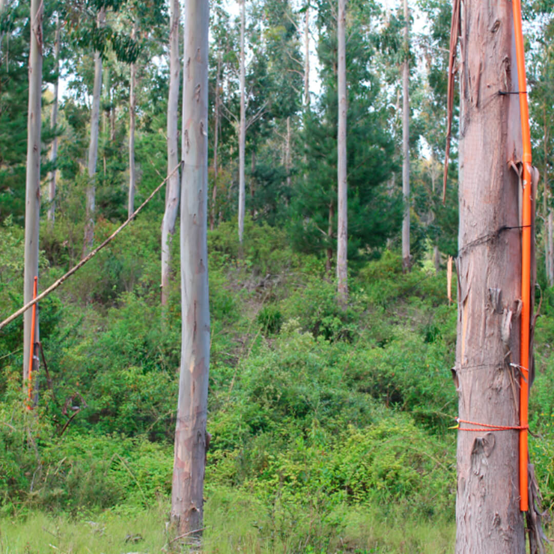 Arriendo de Equipos - Vida Silvestre