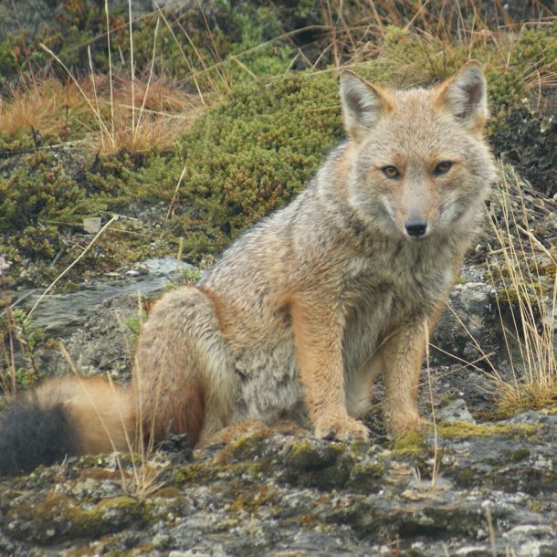 Investigación Científica - Portafolio - Vida Silvestre