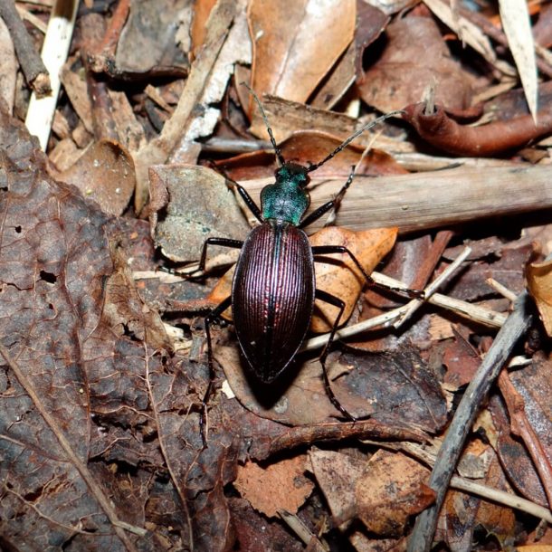 Investigación Científica - Portafolio - Vida Silvestre